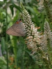 Veronicastrum virginicum