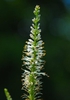 Veronicastrum virginicum