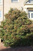 Viburnum awabuki 'Chindo'