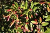 Viburnum awabuki 'Chindo'