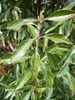 Viburnum awabuki 'Chindo' 