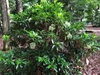 Viburnum awabuki 'Chindo' 