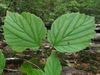 Viburnum bracteatum