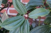 Leaf closeup