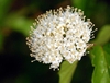 Flower detail