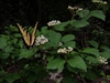 Flower with butterfly