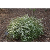 Viburnum obovatum 'Raulston Hardy'