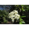 Viburnum obovatum 'St. Paul'