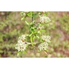 Viburnum obovatum 'St. Paul'