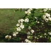 Viburnum obovatum 'St. Paul'
