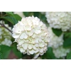 Clusters of sterile white flowers with pale pink edges.