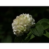 Viburnum plicatum 'Mary Milton'