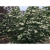 Leafy stems bearing snowball-like clusters of white flowers.