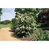 Viburnum plicatum 'Mary Milton'