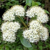 Viburnum prunifolium