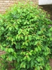 Viburnum prunifolium