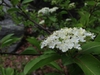Viburnum prunifolium