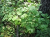 Form