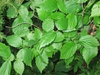 Leaves