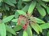 Viburnum rhytidophyllum