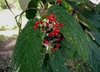Fruit