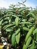 Viburnum rhytidophyllum