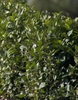 Viburnum suspensum