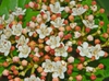 Flower Cluster