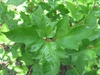 Viburnum opulus