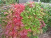 Viburnum opulus
