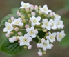 Flower detail
