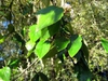 Leaf detail