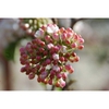 Flower buds