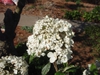 Viburnum 'Nantucket'