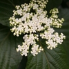 Cluster of whitish flowers