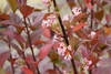 Flowers growing up the stem