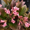 Tubular pink flowers