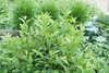 Form of the shrub