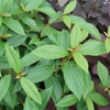 Leaves