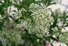 Flower cluster