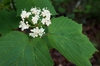 Close up of flower