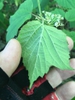 Underside of leaf