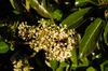 Flower and Leaf