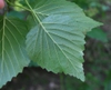 Underside of leaf