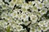 Close up of flower