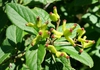 Fruit