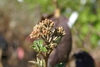 Viburnum carlesii