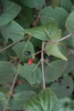 Fruit and Leaf