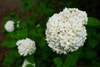 White flowers in a snowball type cluster