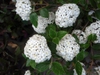 Viburnum carlesii